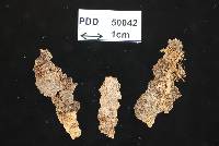 Media resource of Bionectria grammicosporopsis