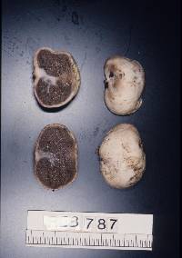 Media resource of Gallacea eburnea