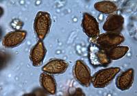 Descomyces albellus image