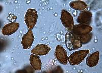 Descomyces albellus image