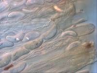 Plectania campylospora image