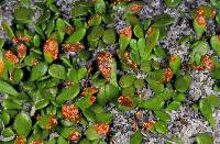 Image Associated With the Occurrence