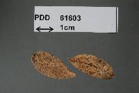 Media resource of Cytospora alyxiae