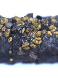 Neodasyscypha cerina image