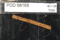 Media resource of Marasmius exustoides