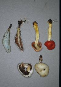 Thumbnail image of current specimen