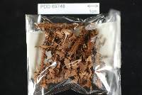 Media resource of Sphaerobasidioscypha citrispora