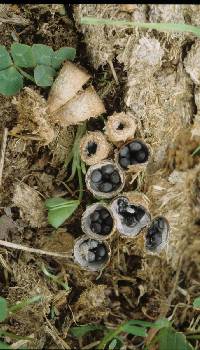 Cyathus stercoreus image