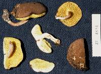 Thumbnail image of current specimen