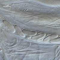 Propolis farinosa image