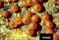 Media resource of Bionectria verrucispora
