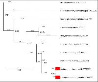 Media resource of Clathrosphaerina zalewskii
