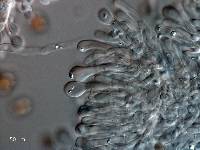 Agaricus bernardii image