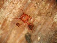 Media resource of Hispidula rubra