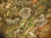 Resupinatus trichotis image