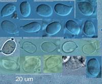 Lichenomphalia chromacea image