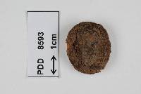 Disciseda verrucosa image