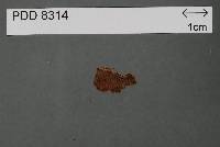 Media resource of Hysterangium neglectum