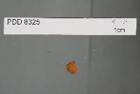 Media resource of Austrogautieria clelandii