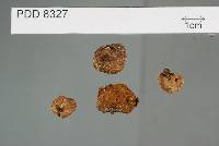 Media resource of Austrogautieria macrospora