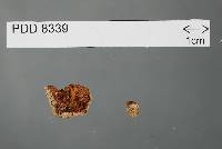 Media resource of Gymnoglossum fulvum