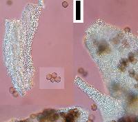 Fuligo septica image