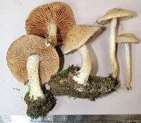 Hebeloma sacchariolens image