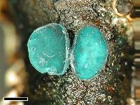 Thumbnail image of current specimen