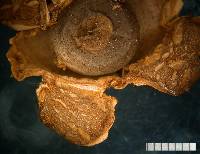 Geastrum velutinum image