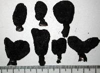 Xylaria castorea image