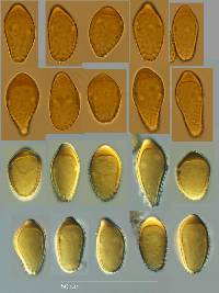 Tranzschelia discolor image