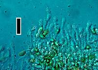 Hebeloma crustuliniforme image