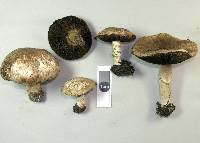 Agaricus bisporus image