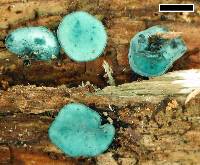 Chlorociboria aeruginascens image