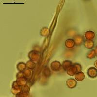 Lycoperdon excipuliforme image