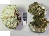 Thumbnail image of current specimen