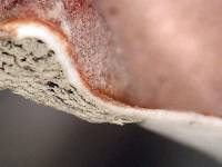 Thumbnail image of current specimen