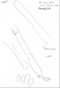 Lepiota magnispora image