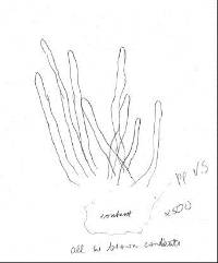 Lepiota magnispora image