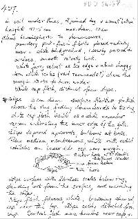 Agaricus subperonatus image