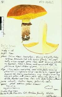 Suillus luteus image