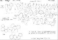 Conocybe huijsmanii image