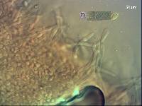 Tricholoma pessundatum image