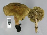 Inocybe rimosa image
