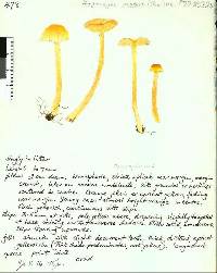 Hygrocybe procera image