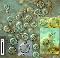 Laccaria tortilis image