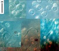 Laccaria pumila image