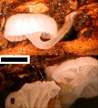 Hemimycena candida image