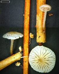 Thumbnail image of current specimen