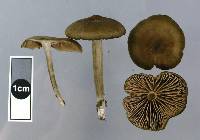 Entoloma sericeum image